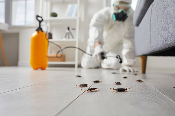 Commercial Rodent Management in Edinburg